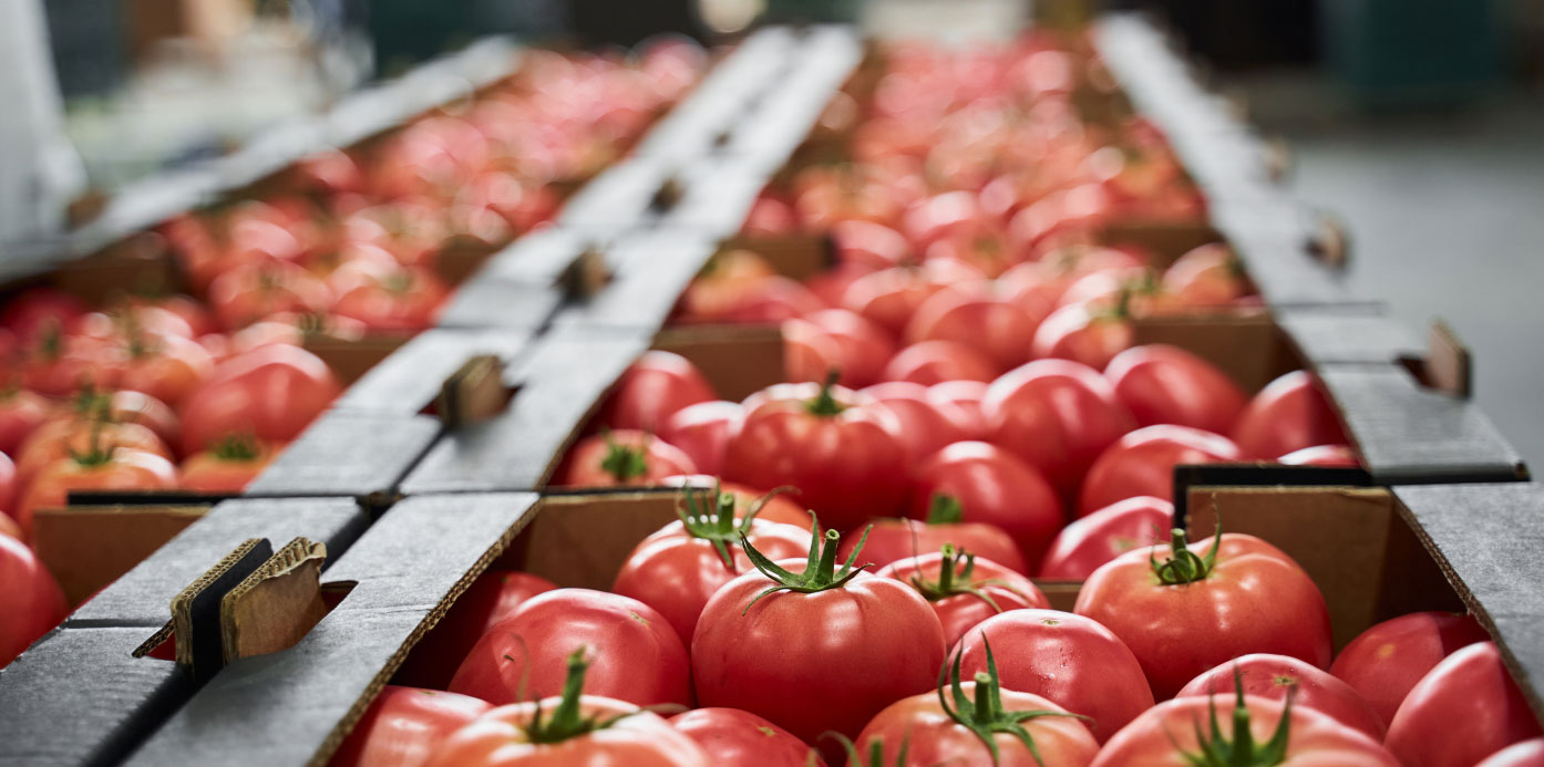 Fresh tomatoes arranged in produce cartons