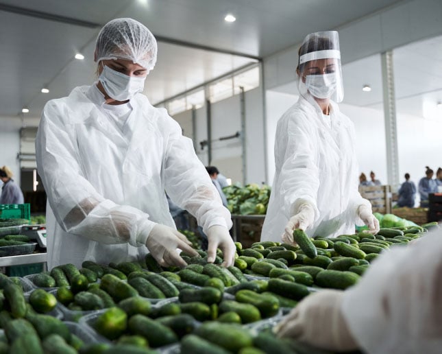 Workers wearing protective clothing while handling cucumbers