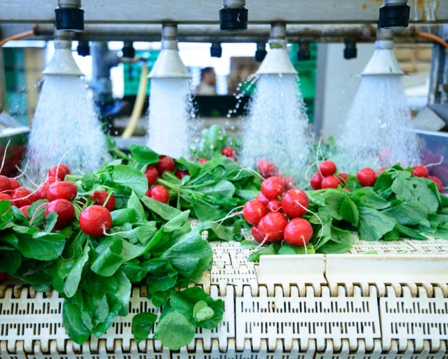 Radishes passing under water jets on a produce washing line
